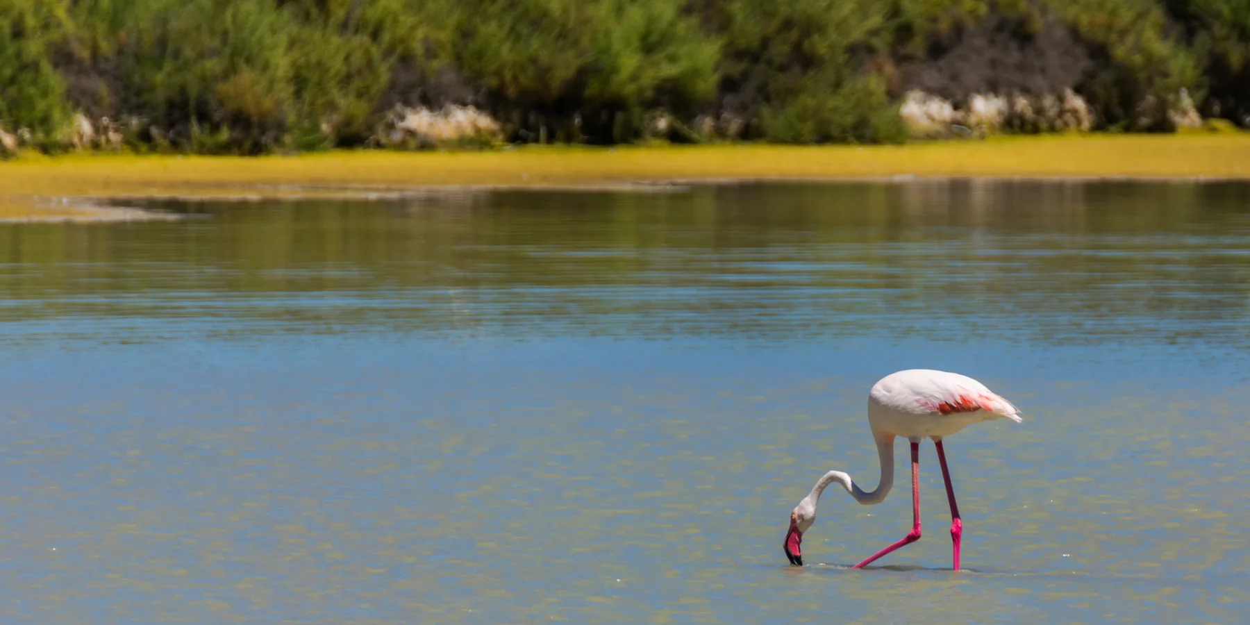 Image d'un flamant rose dans le parc naturel des salines de Calpe